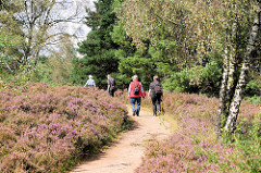 Wanderweg zwischen blühender Heide in Hamburg Neugraben Fischbek.