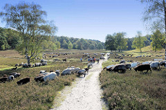 Eine Heidschnuckenherde grast zwischen der Heide im Naturschutzgebiet Fischbecker Heide; Fußwege / Wanderwege durchkreuzen das Gelände.