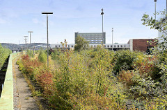 Hochwasserschutzanlage am Holthusenkai in Hamburg Kleiner Grasbrook - re. mit jungen Bäumen und Gebüsch überwucherte Gleisanlage am ehemaligen Übersee Zentrum; im Hintergrund die Hamburger Elbbrücken.