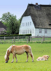 Pferdeweide - Stute mit Fohlen, im Hintergrund großes Fachwerkgebäude mit Reetdach - Bilder aus Stelle, Landkreis Harburg.