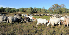 Eine Heidschnuckenherde wird durch die Fischbeker Heide getrieben, die Schafe weiden in der Heide - im Hintergrund bewaldete Hügel.