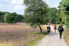 Wanderwege durch das Naturschutgebiet Fischbeker Heide - die Heide blüht zumeist von Mitte August bis Anfang September.