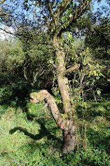 Alter Apfelbaum mit Moos bewachsen - Apfelplantage im ehem. Dorfgebiet von Hamburg Altenwerder.