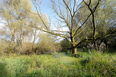 Feuchtgebiet, Teich mit hohen Bäumen - ehem. Dorf Altenwerder - Opfer der Hamburger Hafenerweiterung.