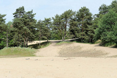 Hohe Sanddüne und Kiefern im Naturschutzgebiet Besenhorster Sandberge und Elbsandwiesen bei Geesthacht.