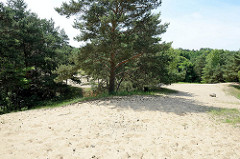 Hohe Sanddünen und Kiefern / Birken im Naturschutzgebiet Besenhorster Sandberge und Elbsandwiesen bei Geesthacht.