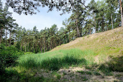 Sanddünen und Kiefern / Birken im Naturschutzgebiet Besenhorster Sandberge und Elbsandwiesen bei Geesthacht.