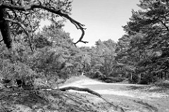Sanddünen und Kiefern im Naturschutzgebiet Besenhorster Sandberge und Elbsandwiesen bei Geesthacht.