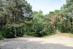 Sandweg zwischen Kiefern  im Naturschutzgebiet Besenhorster Sandberge und Elbsandwiesen bei Geesthacht.