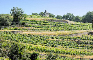 Weinberge am Spaargebirge bei Meißen. Das Gebirge hat nur eine Länge von 3 km und Breite von 200 m; auf den Hängen wird Weinbau betrieben.