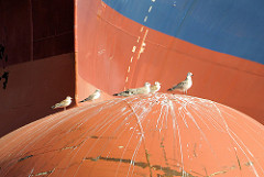 Wulstbug vom Containerriesen Christophe Colomb - Möwen sitzen in der Sonne; Burchardkai im Hamburger / Waltershofer Hafen.