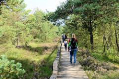 Rundwanderweg aus Bohlenstegen durch die Hochmoorlandschaft vom Pietzmoor im Naturschutzgebiet Lüneburger Heide.