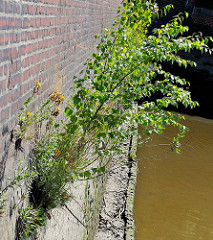 Kaimauer am Oberhafenkanal in Hamburg Rothenburgsort - junge Birken und Grünpflanzen wachsen aus dem Mauerwerk.