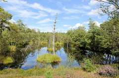Pietzmoor im Naturschutzgebiet Lüneburger Heide bei Schneverdingen - mit Wasser gefüllter Torfstich, abgestorbene Bäume.