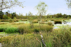 Hochmoorlandschaft im Pietzmoor - Naturschutzgebiet Lüneburger Heide bei Schneverdingen.