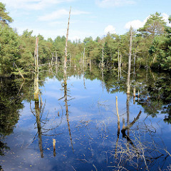 Pietzmoor im Naturschutzgebiet Lüneburger Heide bei Schneverdingen - mit Wasser gefüllter Torfstich, abgestorbene Bäume.