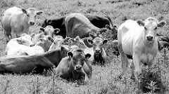 Neugierige Kälber gucken (wahrscheinlich wollen sie nicht gegessen werden) - Herde auf einer Weide bei der Hetlinger Schanze.