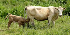 Mutterkuh mit Kalb saugend am Euter - grünes Gras, weil der bei der Hetlinger Schanze