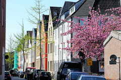 Wohnhäuser, blühende japanische Zierkirsche im Kreuzviertel von Münster.