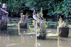 Alte Holzpfähle / Reste von Holzdalben im Billekanal von Rothenburgsort - eine Ente sitzt auf dem Holzpflock in der Sonne am Wasser - aus dem vermoderten Holz wächst Wildkraut und kleine Bäume.