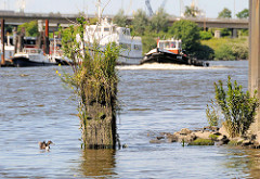 Alte vermoderte Holzdalbe im Wasser des Reiherstiegs von Hamburg Wilhelmsburg; Planzen wachsen im verwitterten Holz.