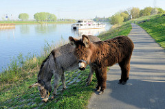 Esel grasen am Ufer der Maas auf den Weg nach Roermond; im Hintergrund legt ein Ausflugsschiff an.