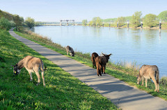 Esel grasen am Ufer der Maas auf den Weg nach Roermond; im Hintergrund die Maasschleuse bei Belfeld