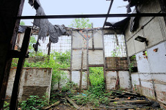 Ruine eines Lokschuppens, das Dach ist eingestürzt, Wildkraut / Unkraut wächst durch Fenster und Tür in das stark verfallene Fachwerk-Gebäude.