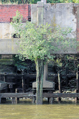 Durch Niedrigwasser freigelegte Kaimauer im Moldauhafen - Hamburg Kleiner Grasbrook; die Betonstützen der Kaianlage ruhen auf einer Holzkonstruktion. Eine junge Birke wächst aus einem Holzdalben.