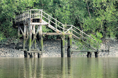 Alte stillgelegte Holztreppe / Wassertreppen im Moldauhafen, Hamburg Kleiner Grasbrook. Das Niedrigwasser hat die Holzkonstruktion der Anlage freigelegt - das Ufer ist mit dichtem Gebüsch und Bäumen bewachsen.
