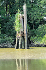 Ein Holzdalben steht bei Niedrigwasser / Ebbe im Saalehafen im Hamburger Stadtteil Grasbrook frei - Wildkraut spriesst aus dem alten Holz.