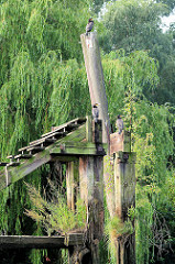 Reste einer alten Wassertreppe / Holztreppe in der Billwerder Bucht von Hamburg Rothenburgsort; Wildkraut wächst aus dem Holz - Kormorane sitzen in der Sonne.