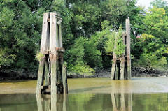 Holzdalben stehen bei Niedrigwasser / Ebbe im Saalehafen im Hamburger Stadtteil Grasbrook frei - Wildkraut spriesst aus dem alten Holz.
