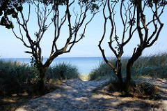Knorrige Bäume, Sanddüne / Blick auf die Ostsee; Insel Poel - Mecklenburg Vorpommern.