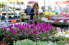 Blumenstand auf dem Wochenmarkt Tibarg im Hamburger Stadtteil Niendorf.