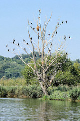Westoder auf dem Weg nach Stettin; dichter Baumbestand bis ans Ufer der Oder.  Auf einem abgestorbenen Baum sitzen Kormorane auf den Ästen.