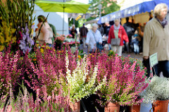 Blumenstand mit Heidekraut  / Erika auf dem  Wochenmarkt Tibarg im Hamburger Stadtteil Niendorf.