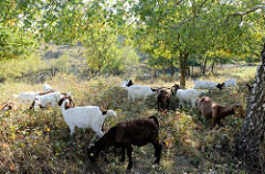 Eine Herde Buren-Ziegen  wird zur Landschaftspflege im Naturschutzgebiet Höltigbaum im Hamburger Stadtteil Rahlstedt eingesetzt; die Ziege hat ihren Ursprung in Südafrika.