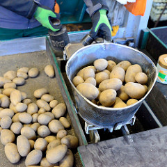 Kartoffelstand auf dem Hamburger Wochenmarkt Farmsen-Berne; ein Markthändler stellt Gewichte auf eine Waagschale, um die Kartoffeln abzuwiegen.