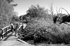 Schmale Holzbrücke über den kleinen Fluss Flottbeck im Naturschutzgebiet Flottbeck Tal im Jenischpark von Hamburg Othmarschen.