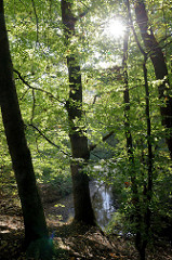 Naturschutzgebiet Mühlenbachtal bei Trittau. Gegenlichtaufnahme,  die Sonne strahlt durch die Zweige der Bäume - unten verläuft der Mühlenbach.