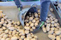 Kartoffelstand auf dem Hamburger Wochenmarkt Farmsen-Berne; ein Markthändler füllt Kartoffeln in eine Waagschale.