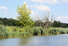 Ufer von der Hohensaaten-Friedrichsthaler Wasserstraße die durch den  Nationalpark Unteres Odertal führt; Schilf und abgestorbene Bäume stehen am Ufer des Kanals.