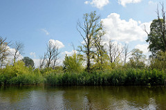 Ufer von der Hohensaaten-Friedrichsthaler Wasserstraße die durch den  Nationalpark Unteres Odertal führt; Schilf und abgestorbene Bäume stehen am Ufer des Kanals.
