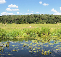 Wiesen am Ufer des Finowkanals - im Hintergrund Wald.