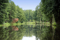 Ruhe und Entspannung auf dem Finowkanal in Brandenburg - dicht stehen die Bäume am Kanalufer.