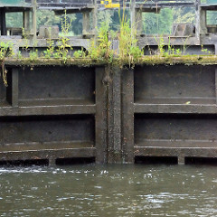 Mit Grünpflanzen / Wildkraut bewachsenes Stemmtor / Schleusentor der Schleuse Leesenbrück am Finowkanal.