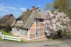 Reetgedecktes Fachwerkhaus am Kirchwerder Elbdeich im Hamburger Stadtteil Kirchwerder - blühender Tulpenbaum.