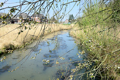 Lauf der Goose-Elbe in Hamburg Kirchwerder - Zweige eines blühenden Baumes.