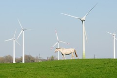 Bilder aus Wöhrden, Gemeinde im Kreis Dithmarschen - Metropolregion Hamburg. Ein Pferd grast auf der Weide -  im Hintergrund mehrere Windkraftanlagen / Windräder.